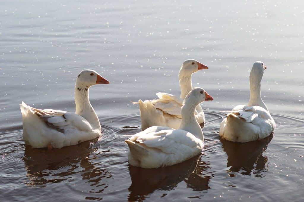 Avian Influenza